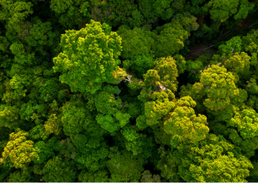 इंसानों के भविष्य में जंगल की भूमिका: नेट-ज़ीरो का भारतीय लक्ष्य जंगलों के बग़ैर मुमकिन नहीं है!