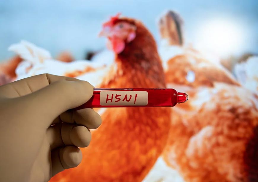 Avian flu alert: Understanding the circulating influenza virus H5N1's threat