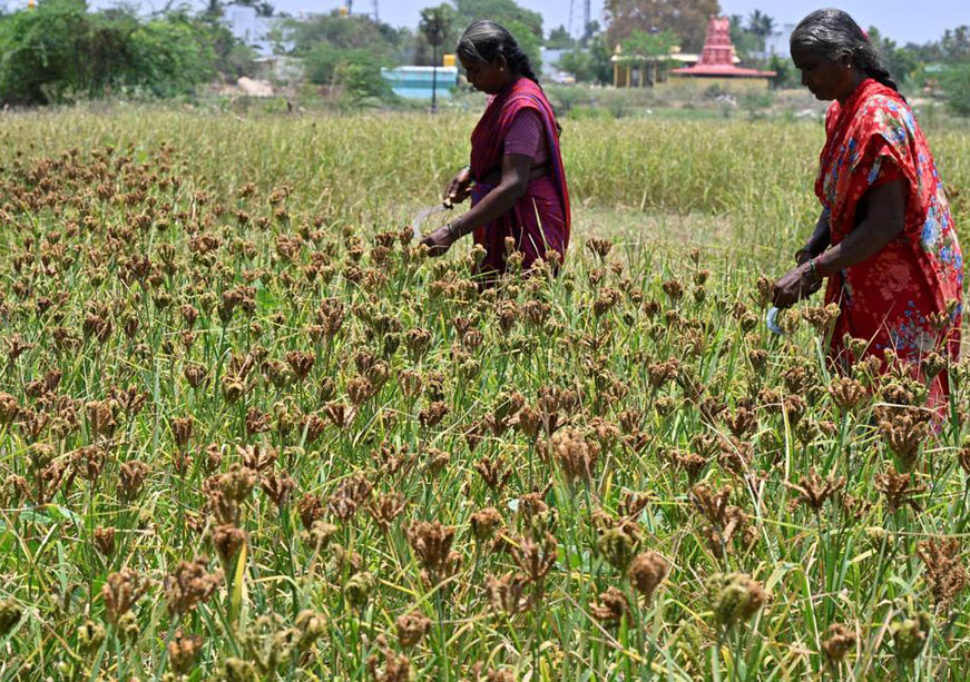 Focus Area of Farm Reforms