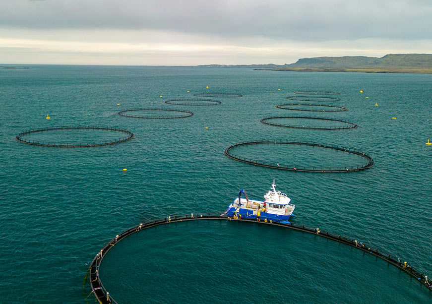 Scaling Offshore Aquaculture: The Andaman Open-sea Fish Farming Project