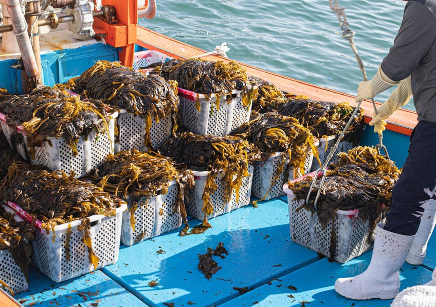 Governing Marine Carbon Dioxide Removal (mCDR) in an Unequal Ocean