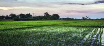 #कृषि: पश्चिम बंगाल के निचले इंडो-गैंजेटिक प्लेन्स में बेहतर जल उपयोग और पोषण उत्पादकता के लिए क्रॉप शिफ्टिंग!  