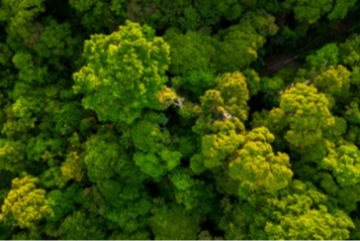 इंसानों के भविष्य में जंगल की भूमिका: नेट-ज़ीरो का भारतीय लक्ष्य जंगलों के बग़ैर मुमकिन नहीं है!  